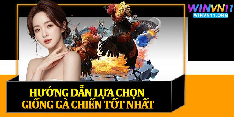 Hướng Dẫn Lựa Chọn Giống Gà Chiến Tốt Nhất